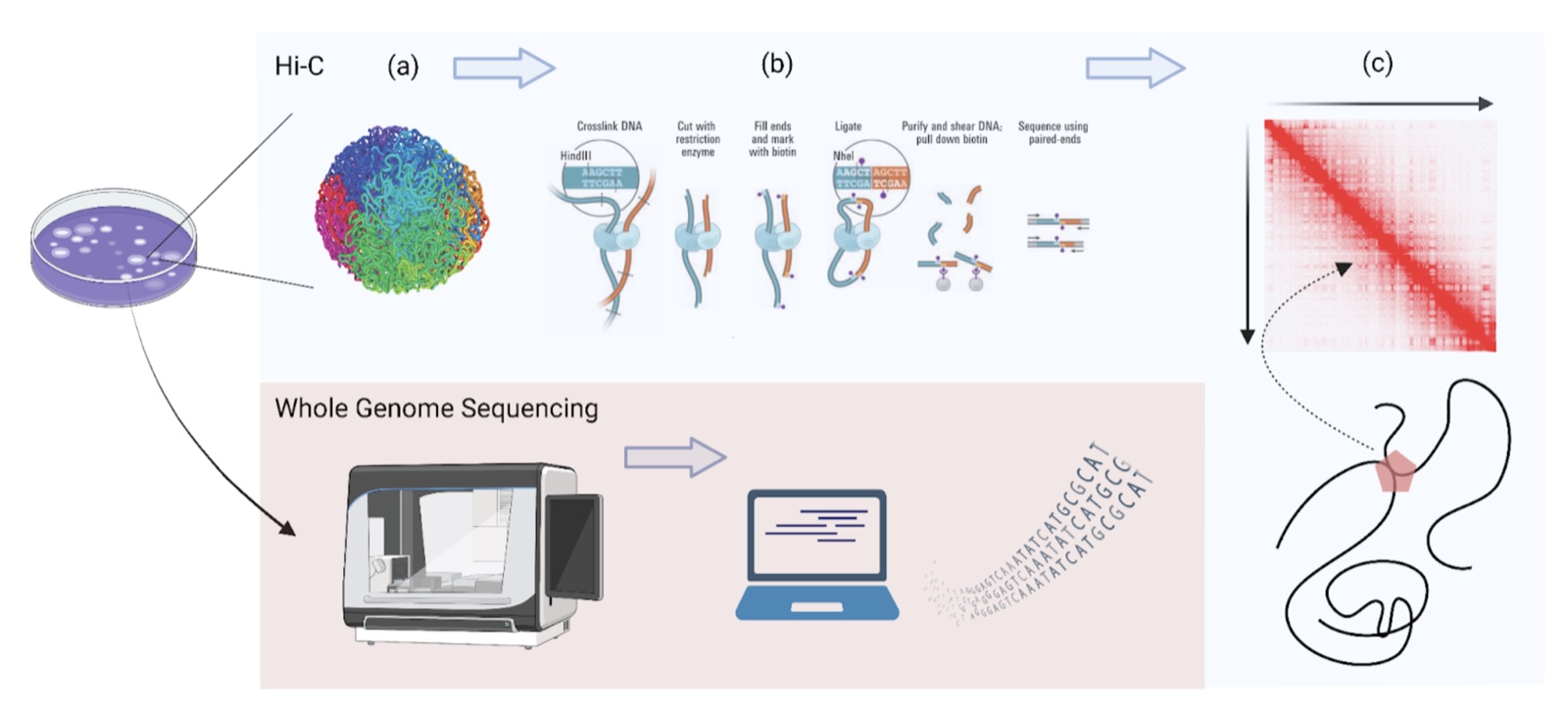 Hi-C compared with whole-genome sequencing