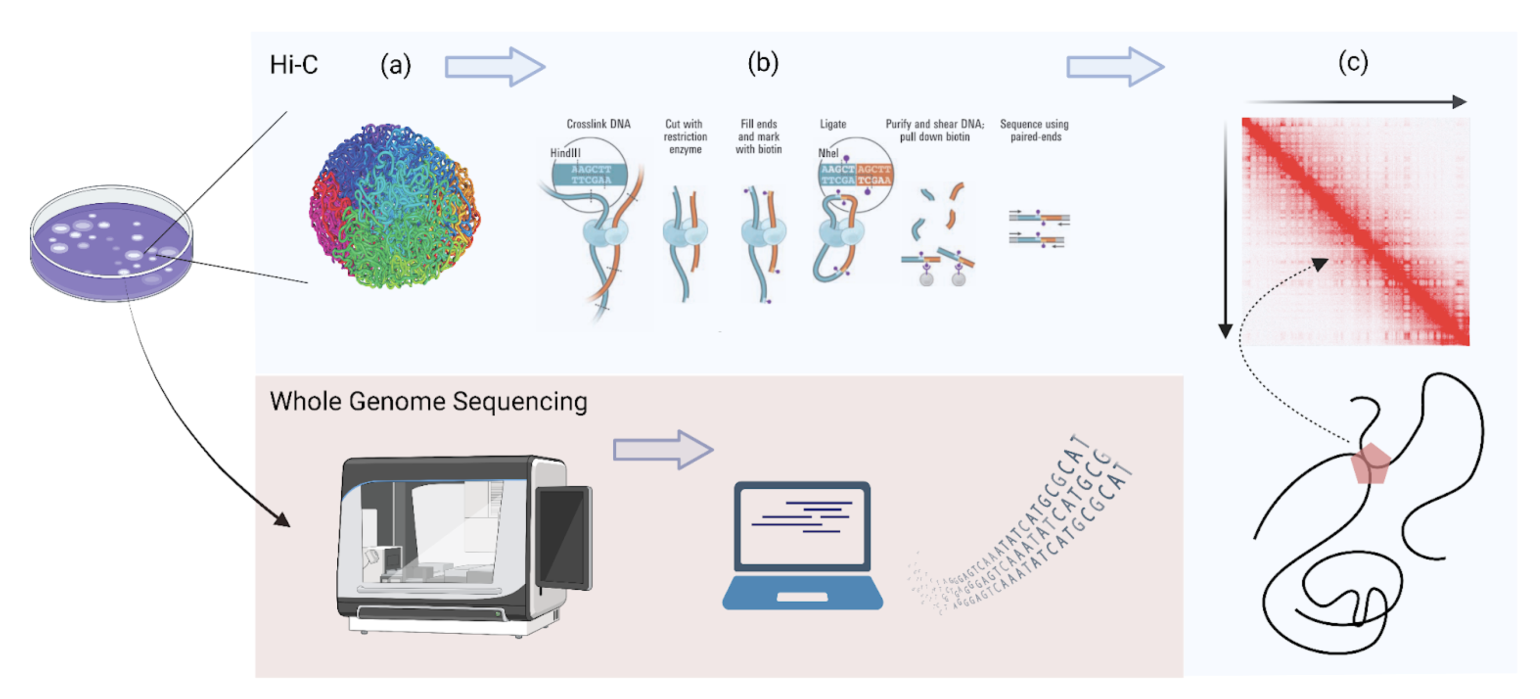 Hi-C vs Whole Genome Sequencing