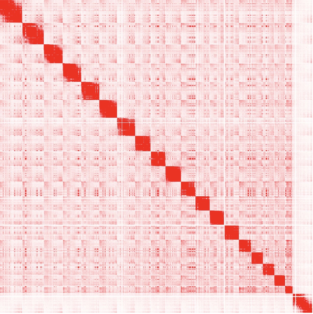 Genome-wide Hi-C interaction matrix