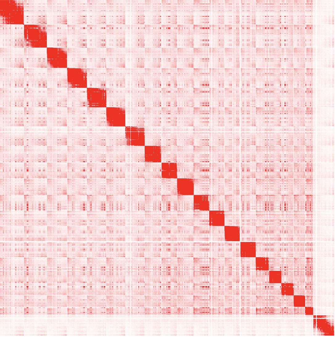 Genomewide Hi-C Matrix