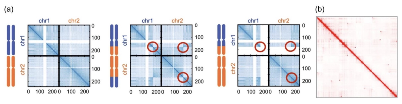 Hi-C patterns from chromosomal translocations and chromothripsis
